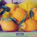 하린통닭 이미지