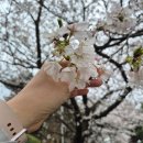 영암 | 2026 영암왕인문화축제 🌸 벚꽃 명소 후기, 영암 가볼만한곳