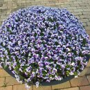 부락산 둘레길 이미지