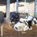 풀무골농장 이미지