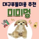 미미멍 | 대구푸들미용 추천 동구 애견미용실 미미멍