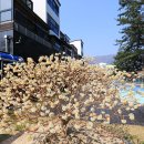 파인비치A 이미지