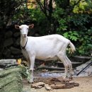 삼시세끼흑염소 네이버블로그