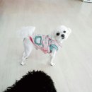 짱이야 애견미용 이미지