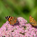 천상 농장 이미지