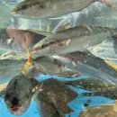 미혜민박 이미지