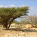 로뎀나무 이미지