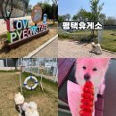 더 퍼스트 클래스 펫 | 평택 드라이브 평택휴게소 펫파크 애견동반 후기