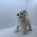 도그마루 강아지 고양이 분양 여주·원주점 이미지