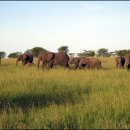 세렝게티 이미지