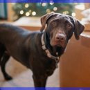 큰동물병원 이미지