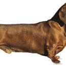 닥스훈드(Dachshund) 이미지