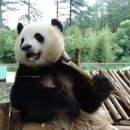 팬더 이미지
