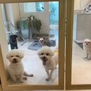 로우포우신월(rawpaw) 네이버블로그