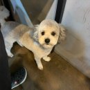 도그반하다 이미지