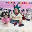조이풀 그루밍 이미지