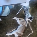놀러오개 애견유치원 애견호텔 울산동구점 | 울산 동구 슬도 애견카페 🐾 보라눈나 방문 후기 💜