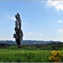 미루나무 이미지