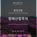 황매산 철쭉제 이미지