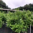 홍천블루베리팜
