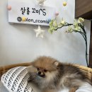 살랑살랑 반려견미용실 이미지