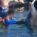 아담파크 | 하와이 씨라이프파크 돌고래 체험 지도 식당 공홈 예약방법 할인 후기