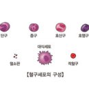 호중구 감소증 (Neutropenia) 이미지