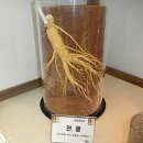 국립원예특작과학원 인삼특작부 이미지
