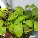 소망정비공업사 이미지