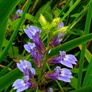 로벨리아 이미지