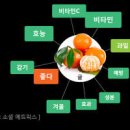 피로야 가라 한라봉 나무 겨울철 관리 감귤류 성분 효능 이미지