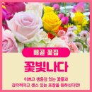 꽃빛나다 - 수원시 영통구 광교중앙로25번길 64 | 시흥 배곧 꽃집 <꽃빛나다> 기념일, 어버이날 선물