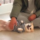 뿌리동물농장 이미지