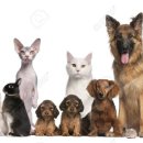 예서 동물병원 이미지