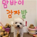 부산애견호텔 애견유치원 맘바이 서면본점 | 부산애견호텔 맘바이 서면본점 강아지 돌봄 선택 기준 종합 분석