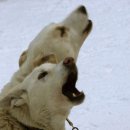 개들의 하울링(Dog-howling)을 어떻게 생각 합니까? 이미지