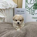 남지애견샵 이미지