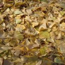 내기새싹길 이미지