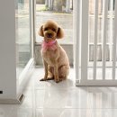 해피펫살롱 이미지