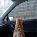 프린세스 캣 이미지