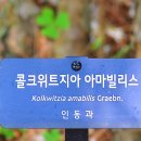 아마빌리스 이미지