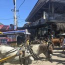 길리리조트 | 발리2일차 길리 1일차 발리에서 길리,스마야원, 잘리리조트 후기