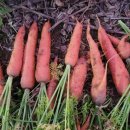 사남매농장2 이미지