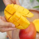 애플망고 이미지