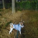 미용하개 이미지