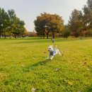 강아지소풍 | [동네 산책] 중구 남항근린공원/학익에코테마파크