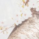 계수나무 이미지