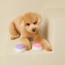 모멍트 | 모멍트 강아지 녹음벨 사용 후기 및 추천