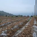 충남 서산 6쪽마늘 축제 이미지