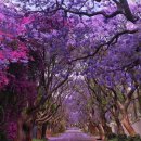 천사의 선물 이미지